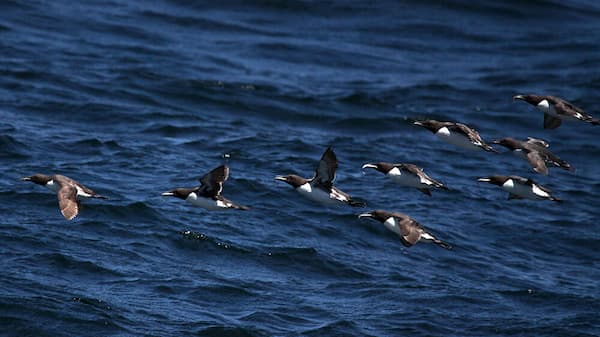 A herd of seabirds flying over the ocean