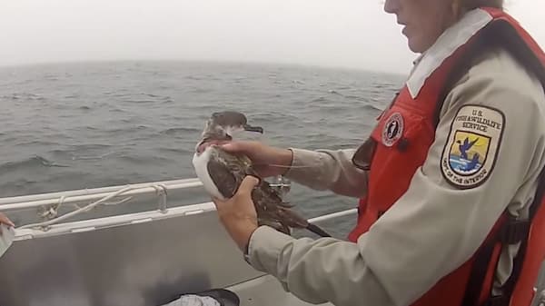 A person releasing seabird from a boat