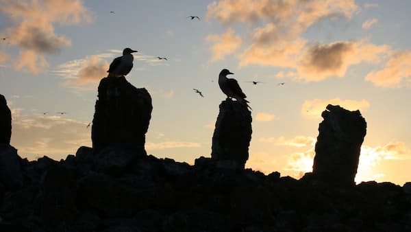Two birds looking out on top of rocks