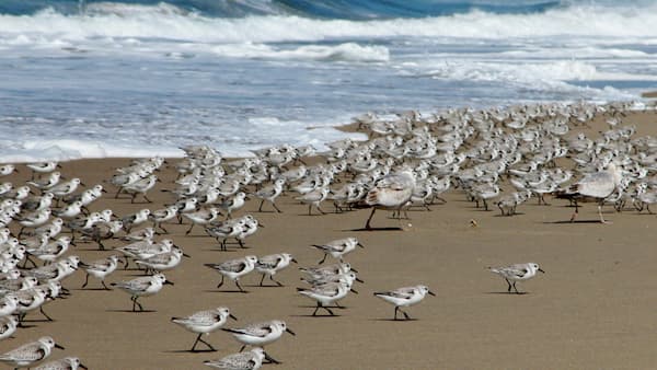Seabirds by the beach shore