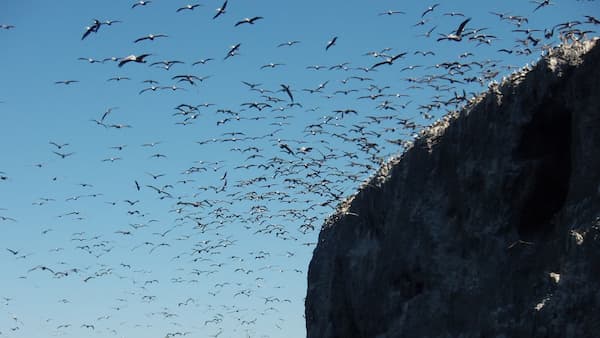 Hundreds of seabirds flying next to a mountain