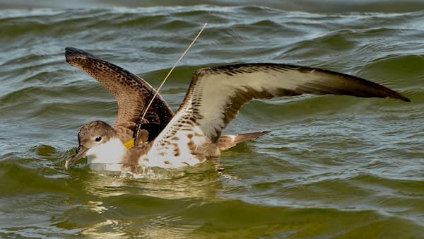 Shearwater seabird tagged