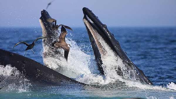 Seabirds flying as two whales dive out of the water