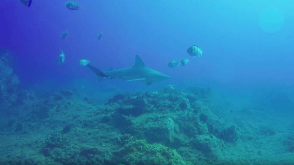 Shark swimming from left to right over reef with multicolored fish swimming nearby in low visibility.