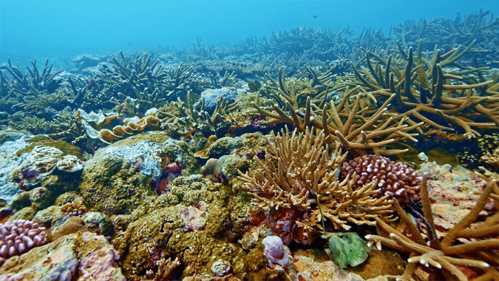 a coral reef in shallow water
