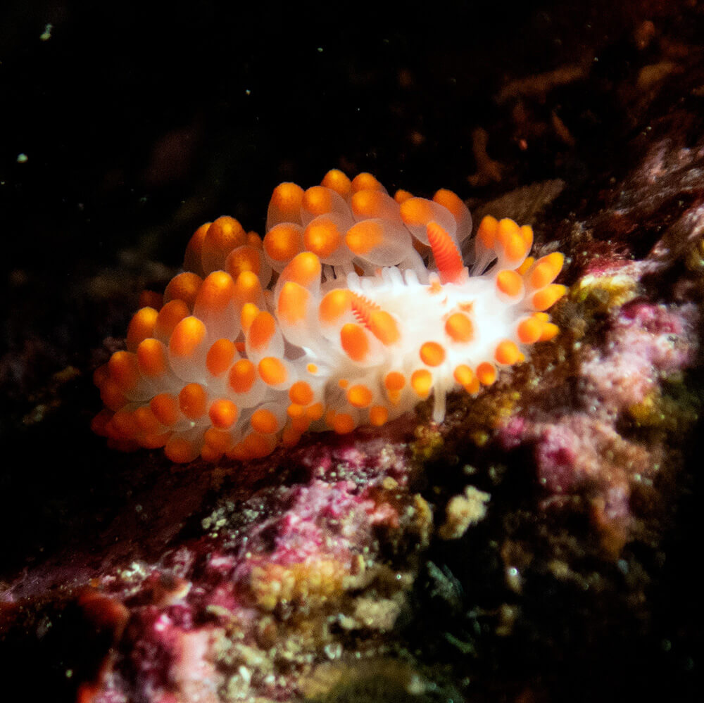 a small sea slug with bright orange protrusions all over its body and two bright orange to red rhinophores
