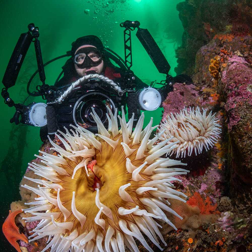 a person diving in a kelp forest and holding a large camera with strobe lights while photographing an anemone