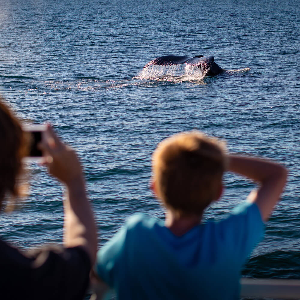 a child gazes off in the distance at a whale in the water