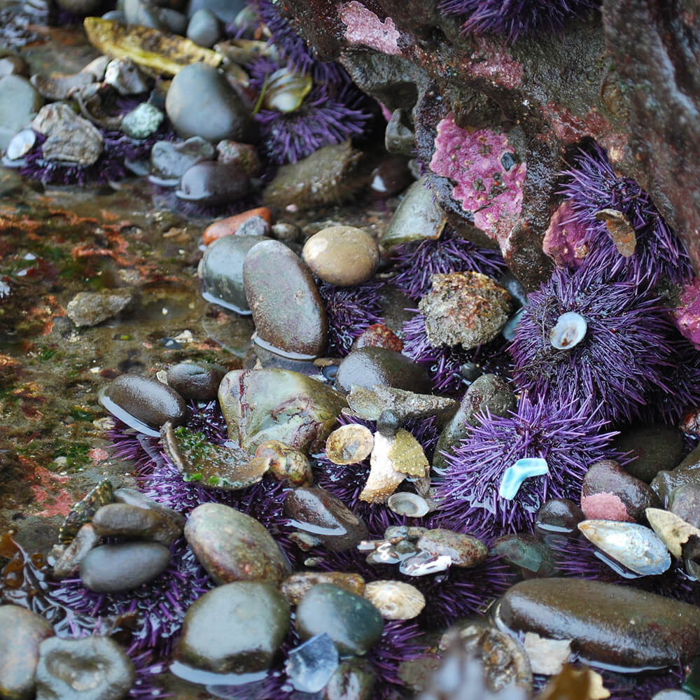 purple sea urchins in a rocky tidepool