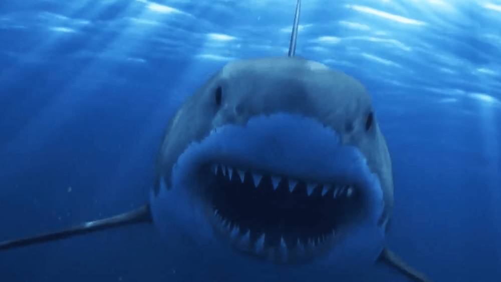 Great white shark coming straight on with mouth open and teeth visible under the surface of the water.