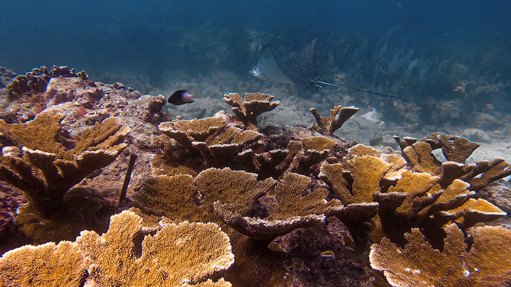 a healthy thicket of elkhorn coral on the seafloor. a stingray swims by.