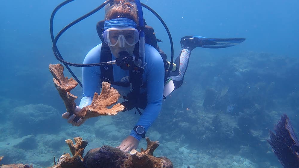 a scuba diver underwater holding a branching coral specimen ready to be planted onto the reef