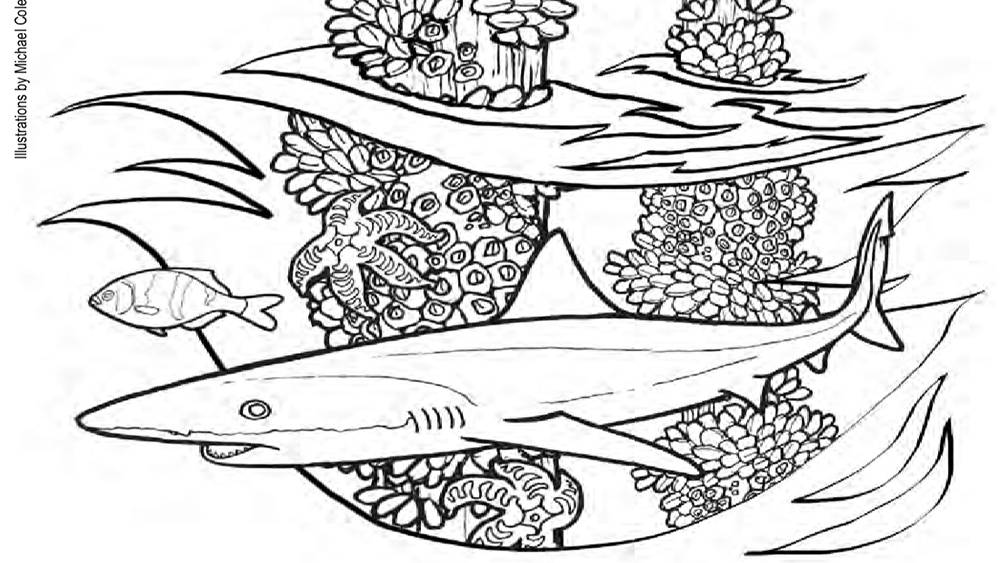 Illustration of Tope Shark with waves, a fish, two starfish, and two wooden posts with oysters all in black and white.