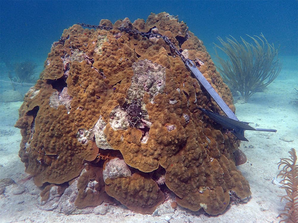 underwater photo of a boulder coral with a large anchor and chain dropped right on top of it.