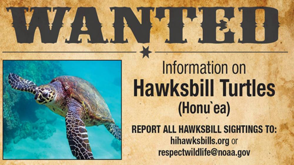 Hawaiian Hawksbill Sea Turtle Reporting Poster