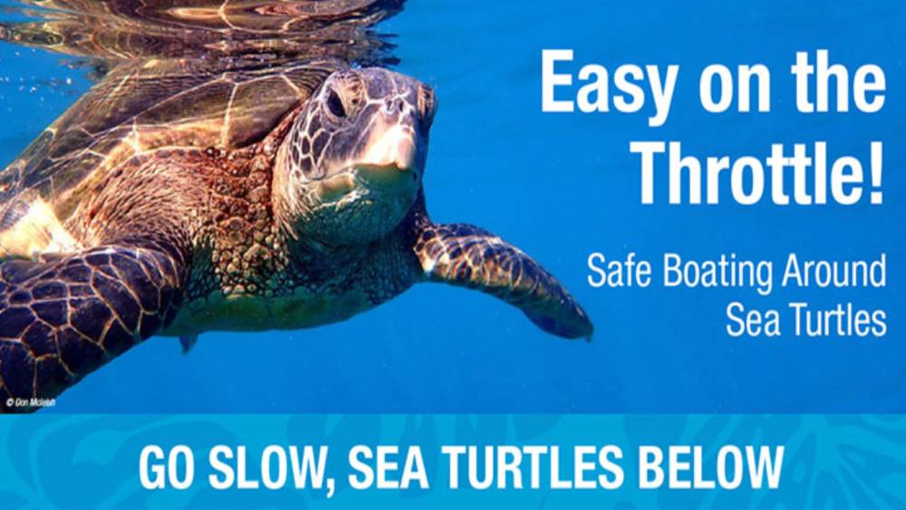 Safe Boating Around Sea Turtles Poster
