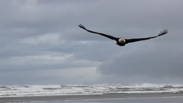 An eagle flying by the beach shore