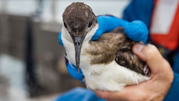 A baby seabird being held