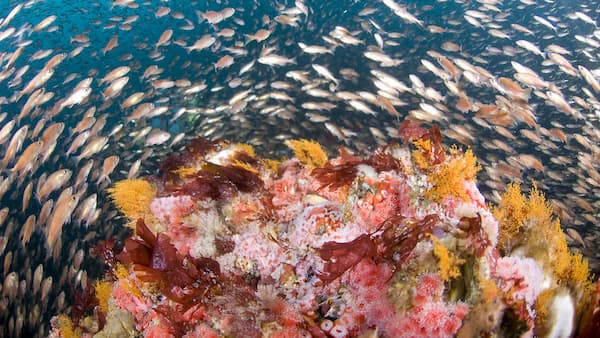 Fishes surrounding c coral reef