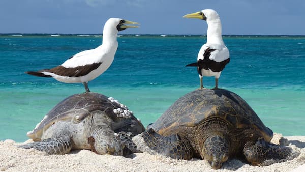 Two seabirds standing on two turtles