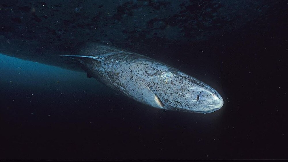 Greenland shark, gray and spotted, swimming in a dark ocean.
