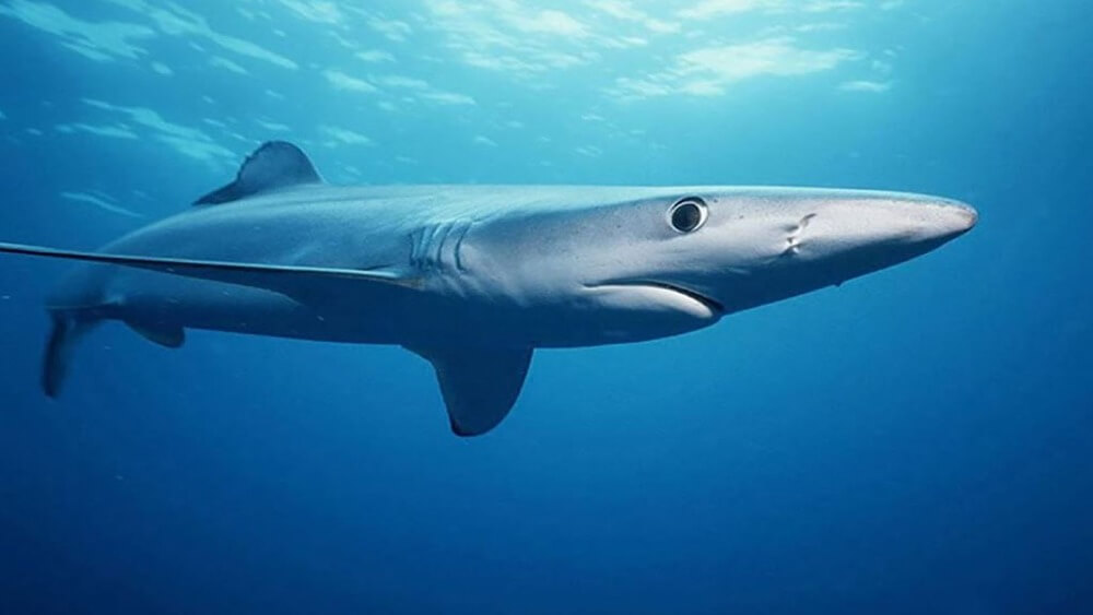Shark swimming from left to right under the ocean surface.