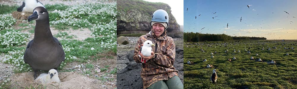 left to right: albatrosses with chick at a nest, rachael orben on a sitting on a rocky shore holdind a bird, birds resting on the ground while other fly above