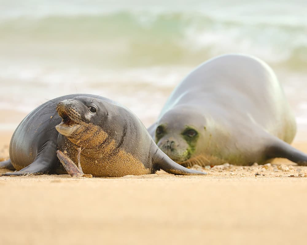 a hawaiian monk seal on a beach