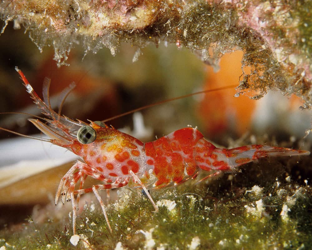 closeup of a white and red speckled shrimp