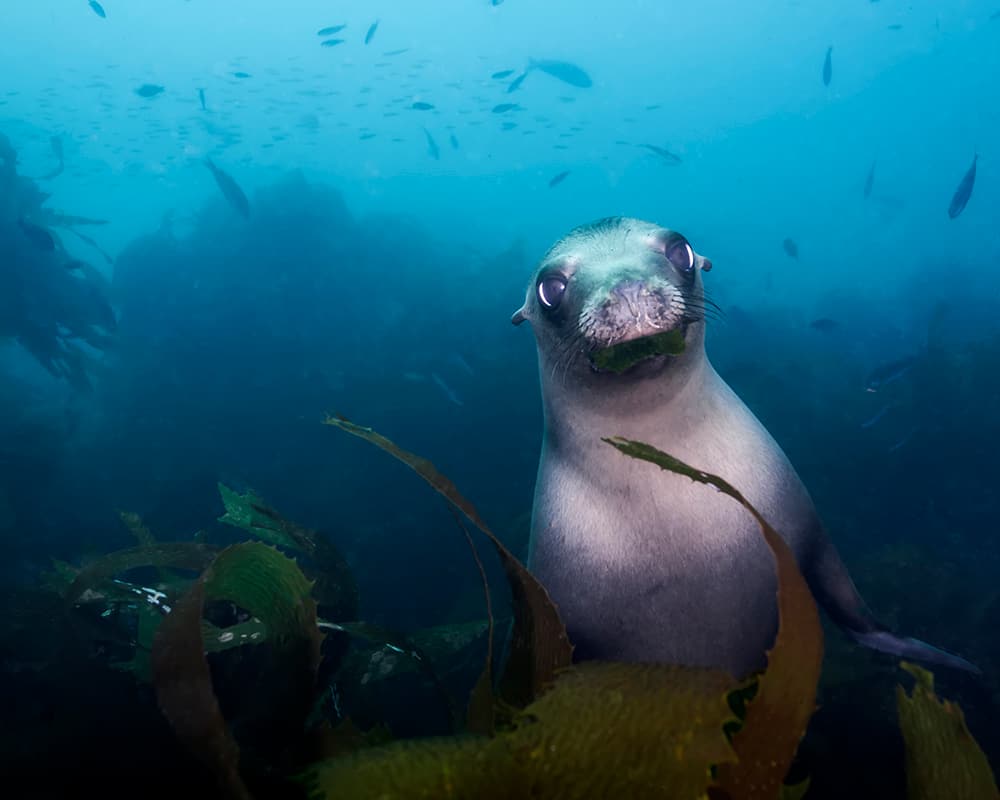 a sea lion eating kelp underwater