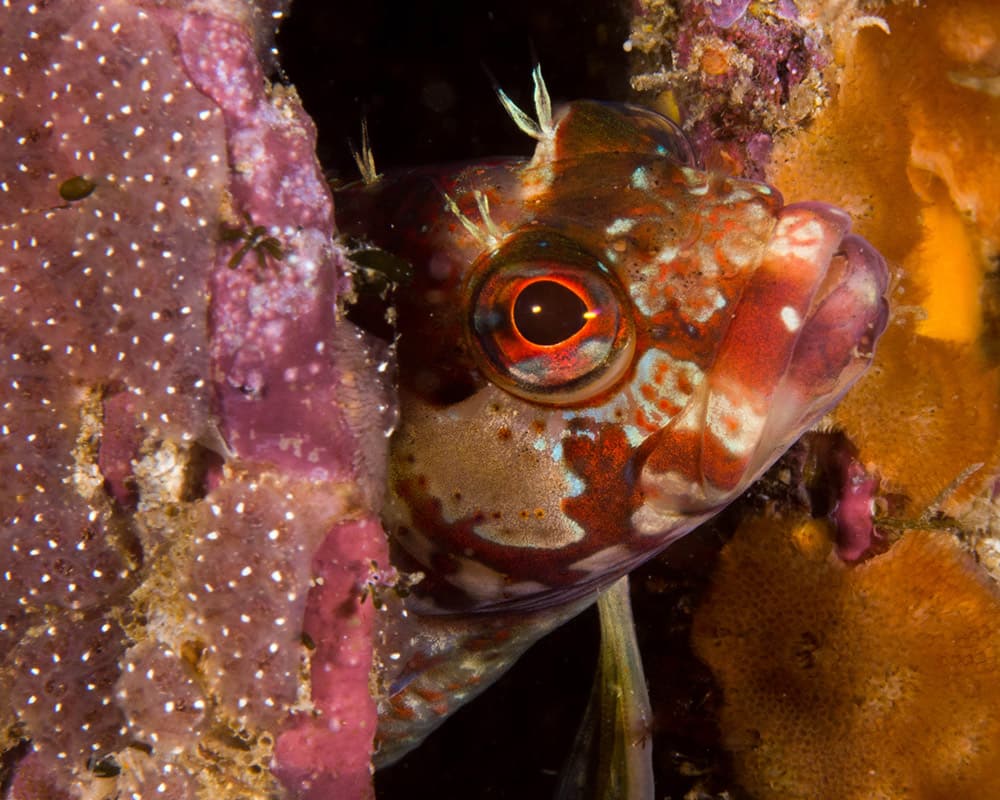 closeup of a small red and white fish