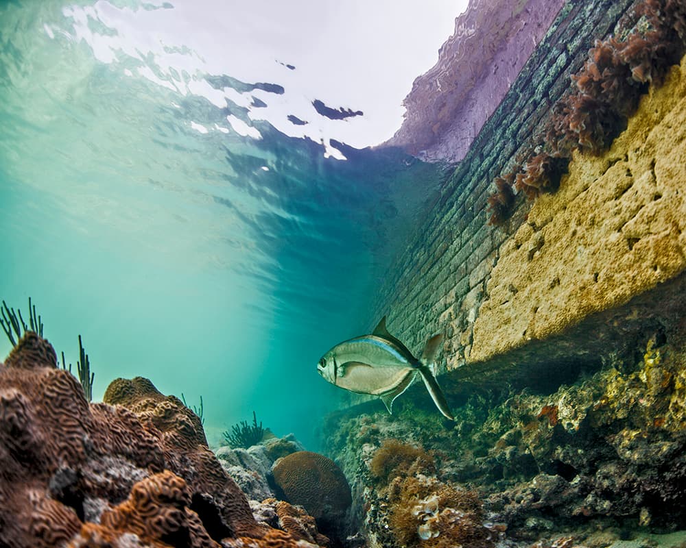 a silver fish swims through shallow water in between a brick wall to the right and coral to the left