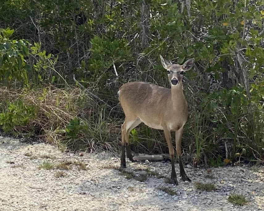 a small deer standing in sand next to trees