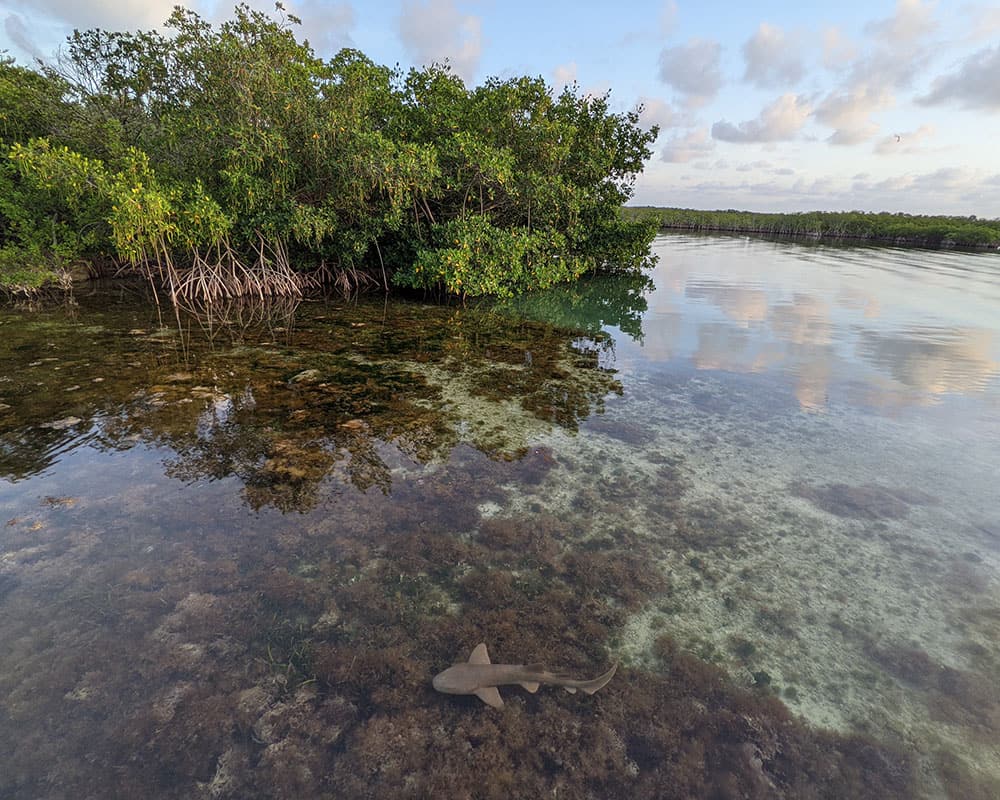 seagrasses, algae, and a small nurse shark can be seen through the crystal clear waters surrounding mangrove trees with long root systems
