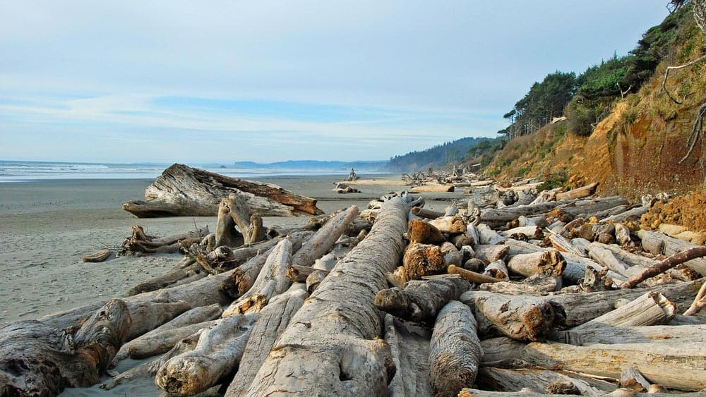 large logs and branches of driftwood sit in a pile on a remote beach with rocky outcrops and cliffs in the background