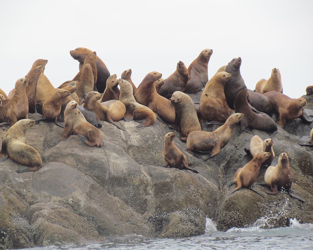 a herd of sea lions on a rock