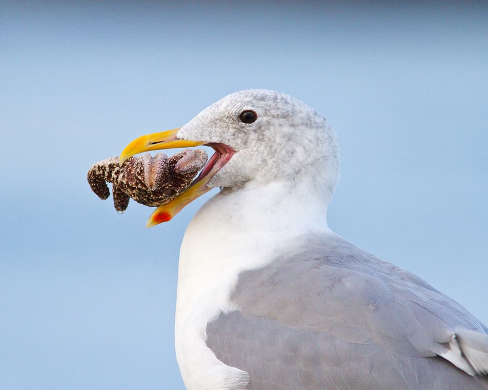 a white bird on a beach with a sea star in its mouth