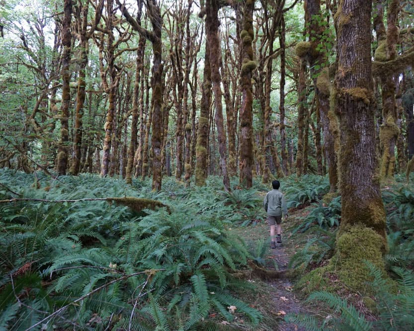 a person on a hiking path next to very tall evergreen trees with lowlying ferns and green vegetation
