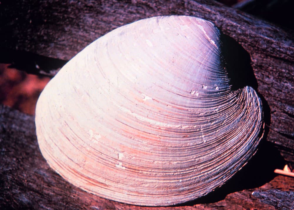a white clam shell