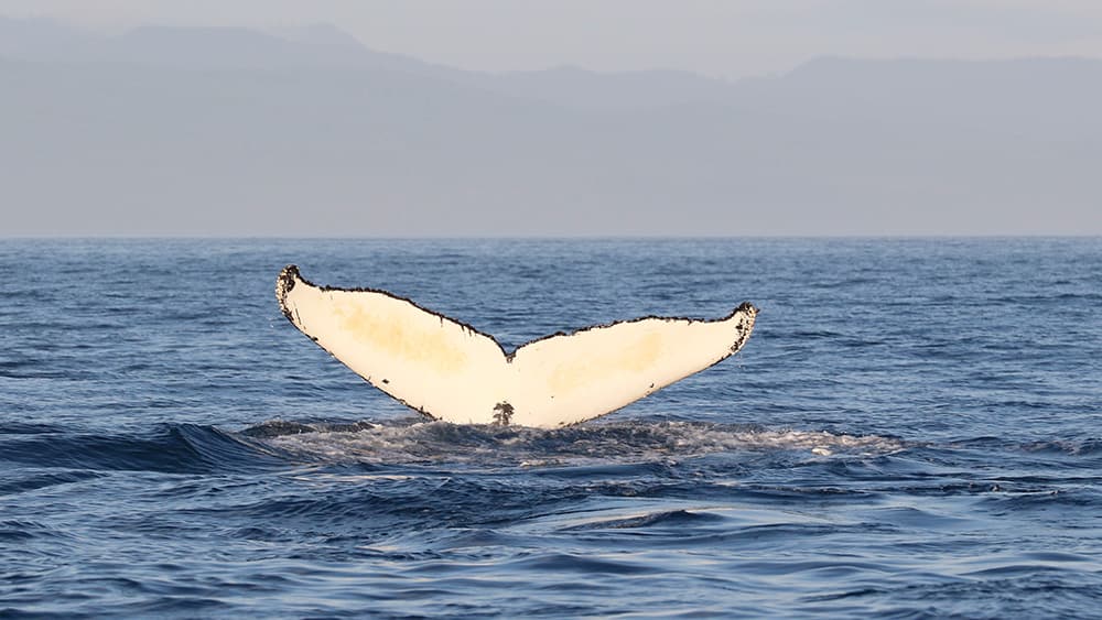 the white side of a whale's tailfin sticks up out of the water