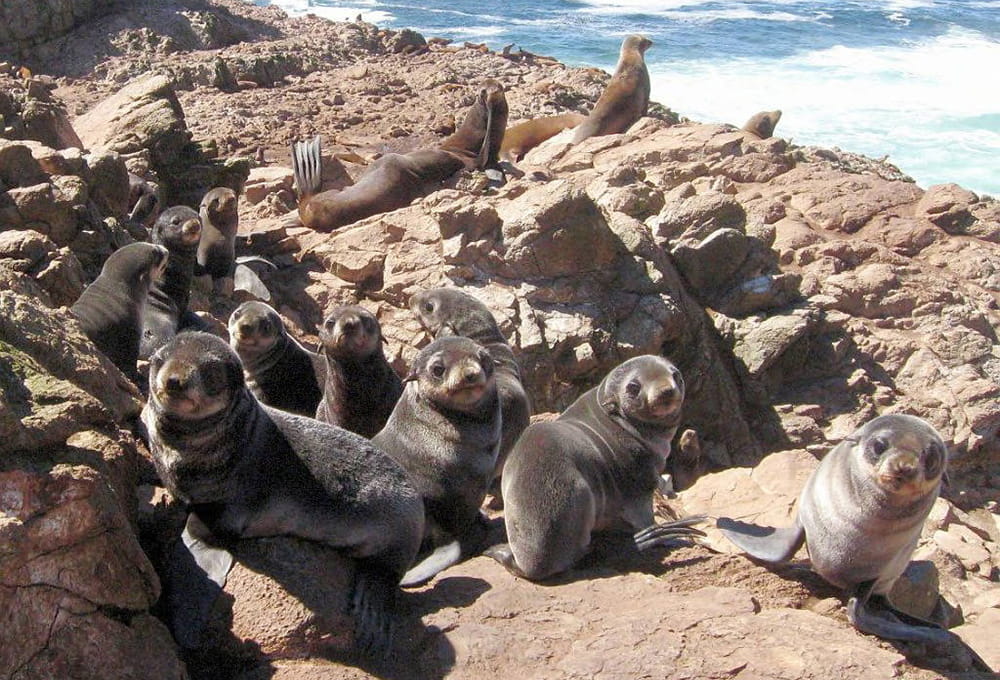 Northern fur seals resting on a rock shoreline