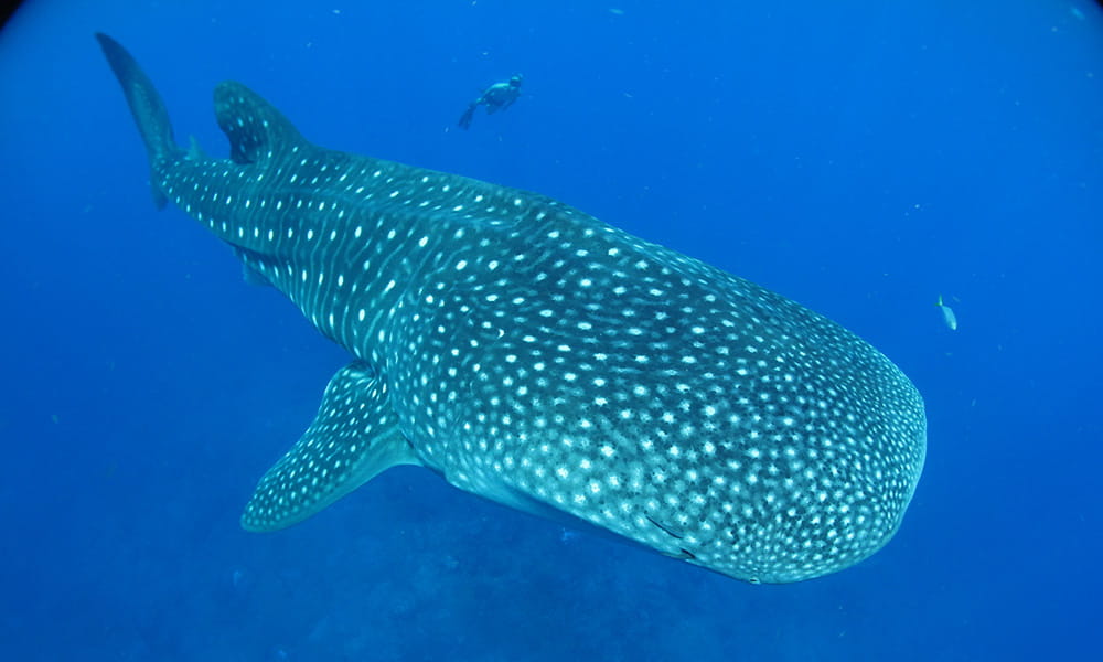 scuba diver swimming by a whale shark