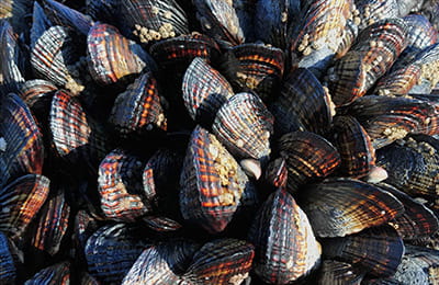 close up view of mussels
