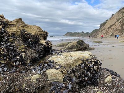 mussles attached to a rocks along the shore