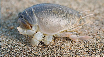 sand crab on the beach