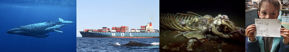 left to right: whale and calf swimming, a whale breaching while a shipping vessel transits in the background, a whale skeleton on the bottom of the ocean, a child holding a postcard with the following writing: Thank you for slowing down