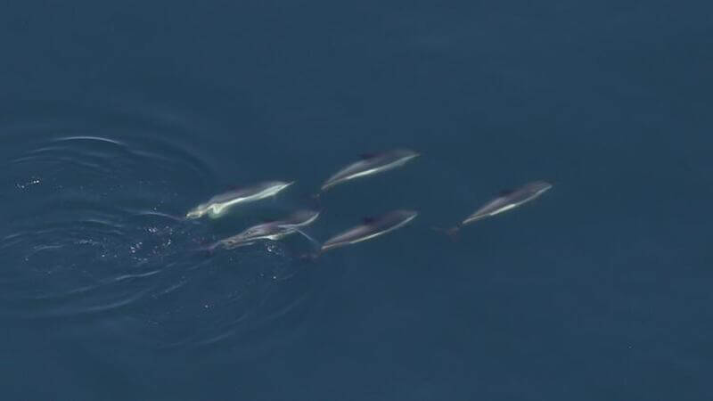 Pod of Atlantic White-Sided dolphins from an aerial view.