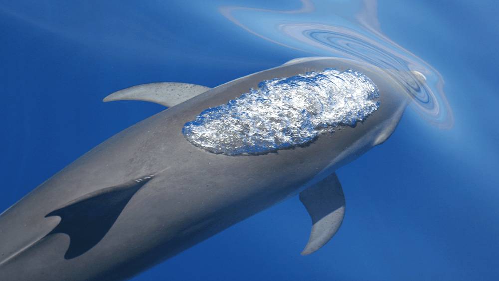 Dolphin starting to surface with bubbles forming from the blowhole.