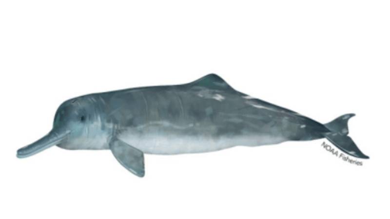 Hand drawing of a gray Chinese River Dolphin.
