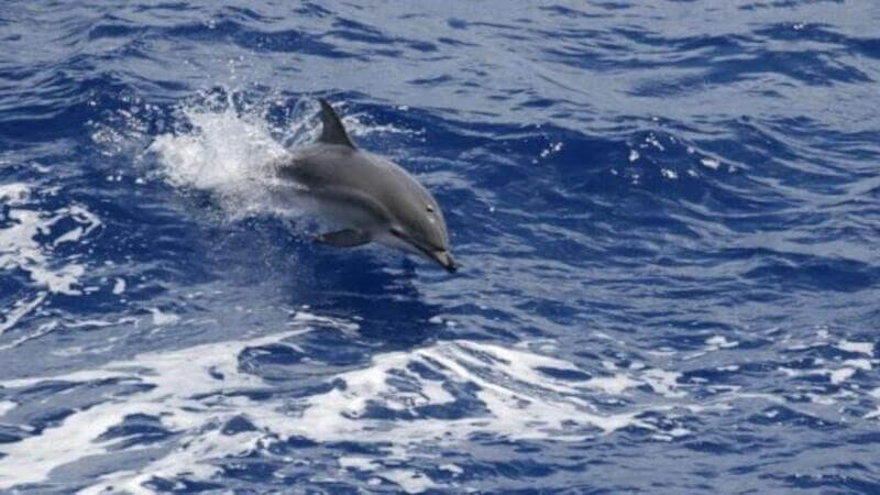 Gray dolphin jumping out of a wave in dark blue water.
